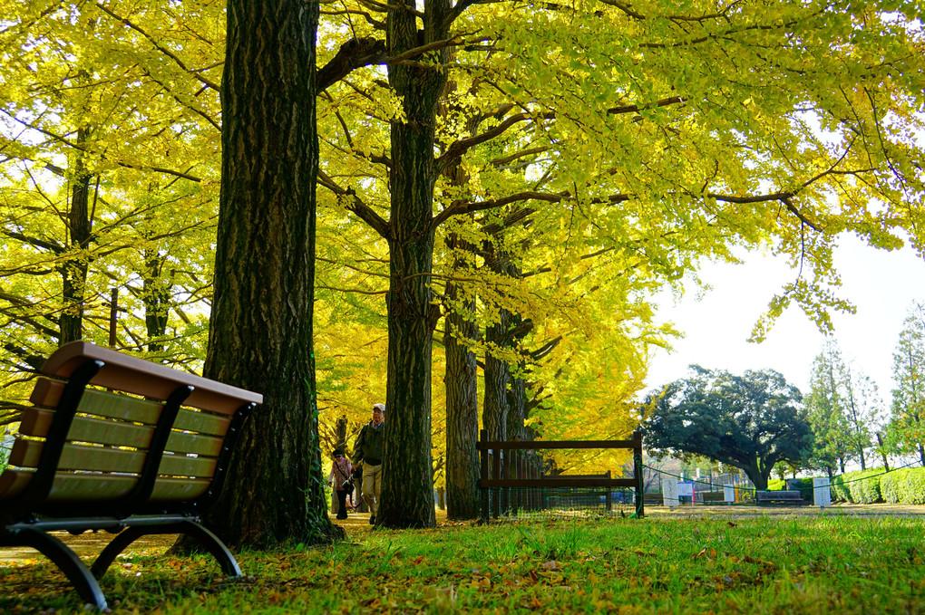 昭和記念公園の銀杏並木
