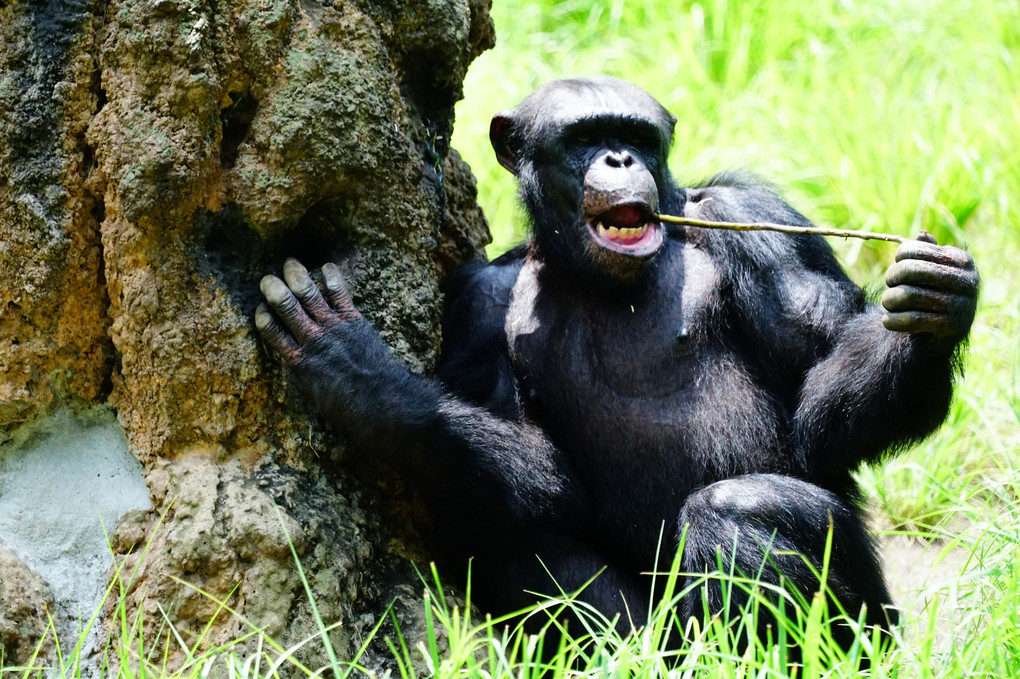 夏のチンパンジー