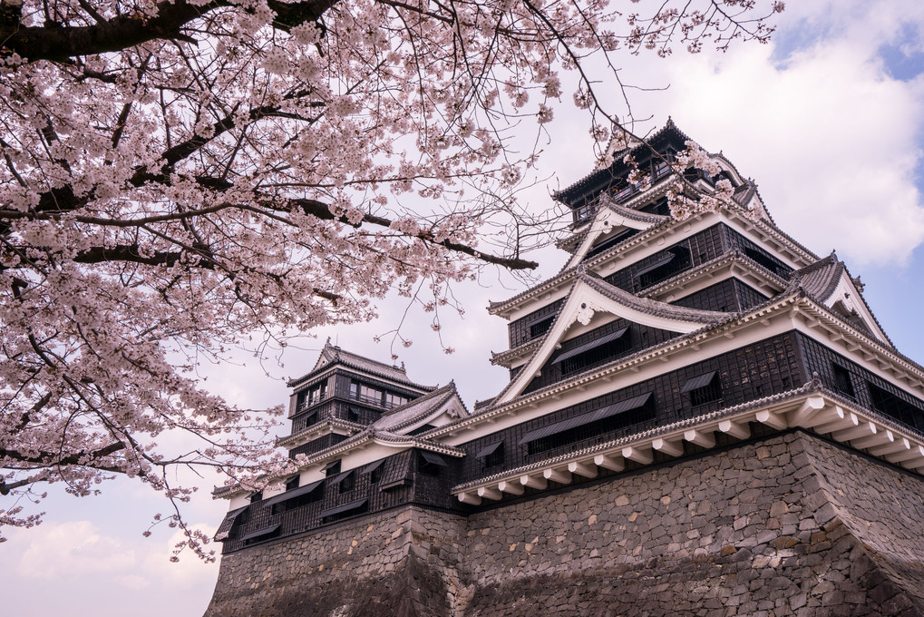 桜の熊本城