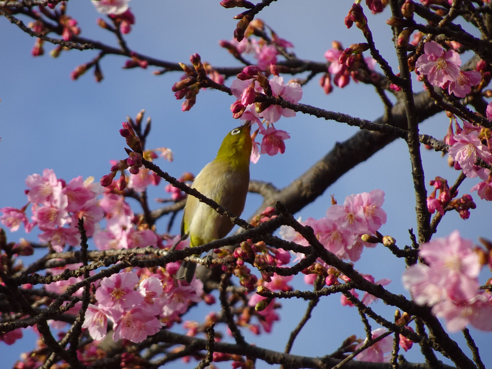 代々木公園の早咲きの桜に目白