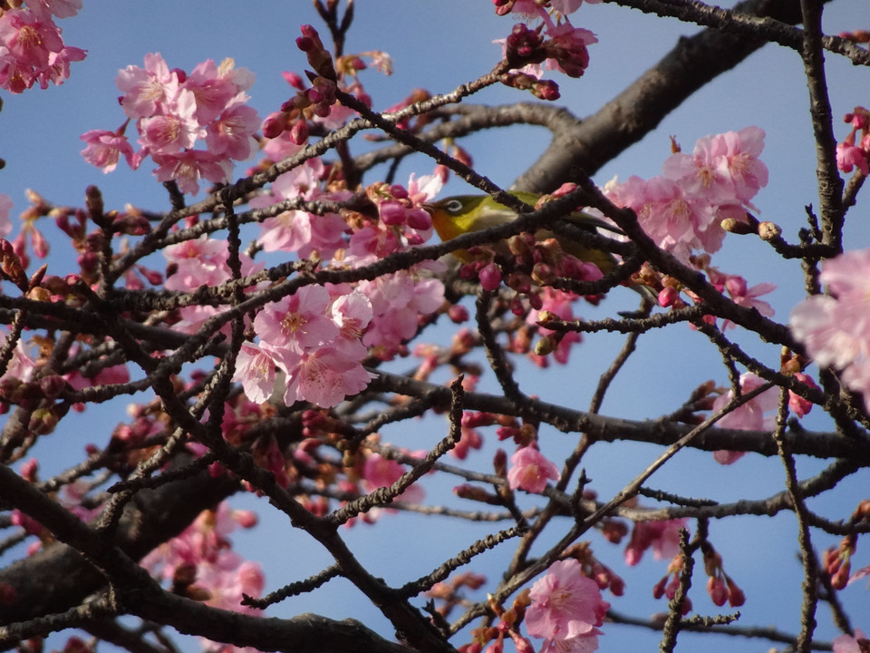 代々木公園の早咲きの桜に目白