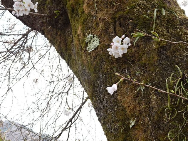 桜の開花は幹の上