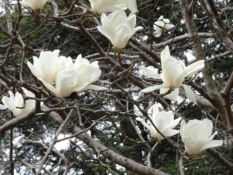 こぶしの花が咲く日常