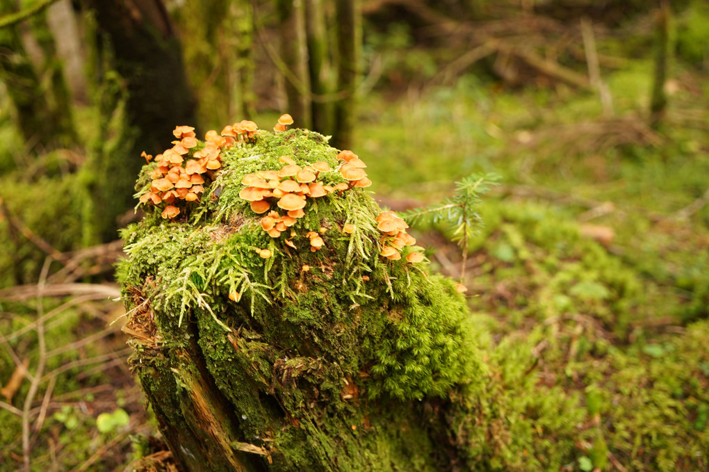 苔生した中にキノコ