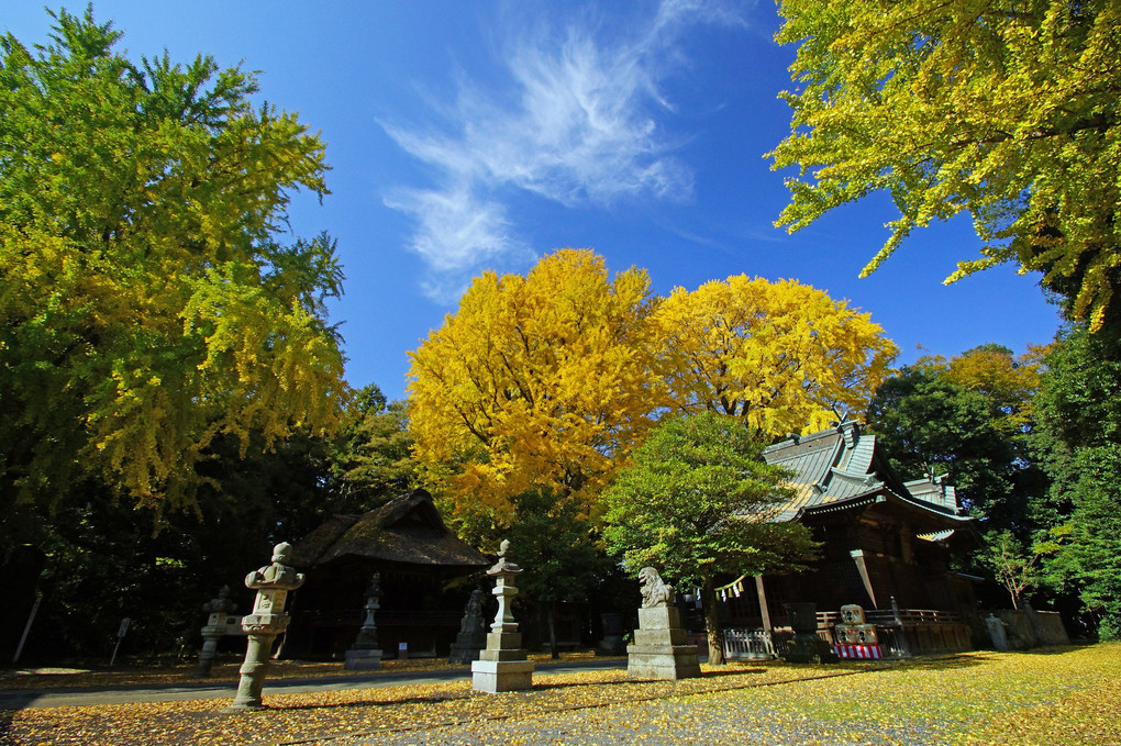 玉敷神社：イチョウー1