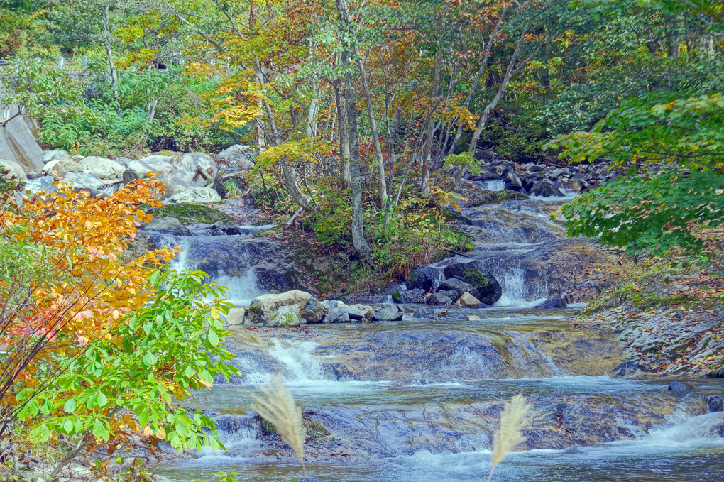 照葉峡：滝と紅葉/奥利根水源の森：ぶな林公園：紅葉