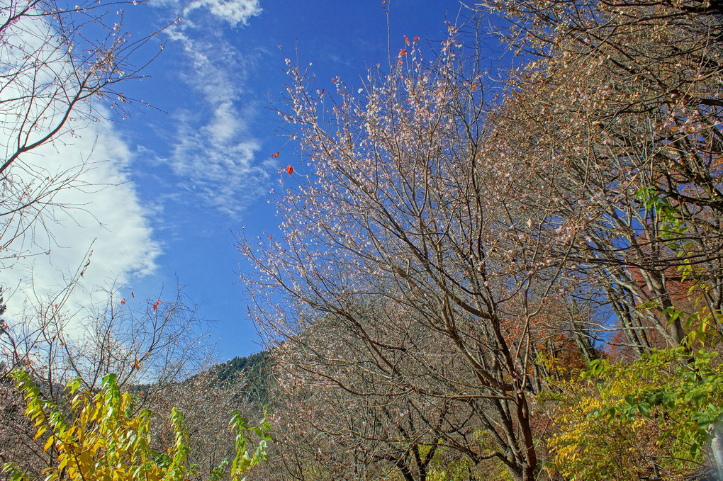 城峰公園他：冬桜・紅葉