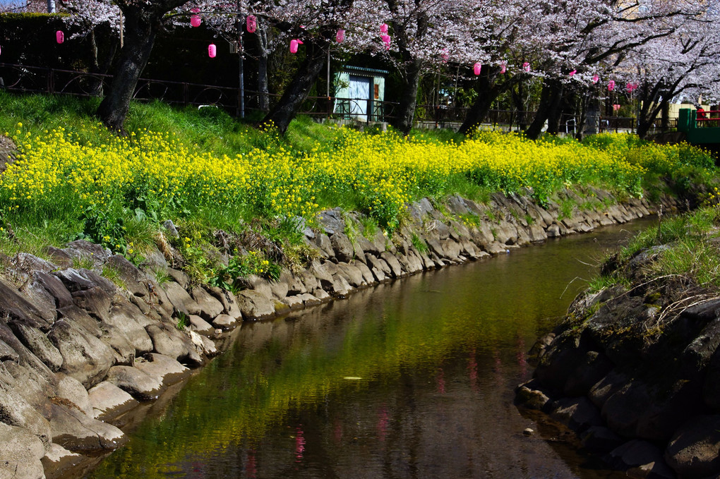真岡市・行屋川水辺公園：桜