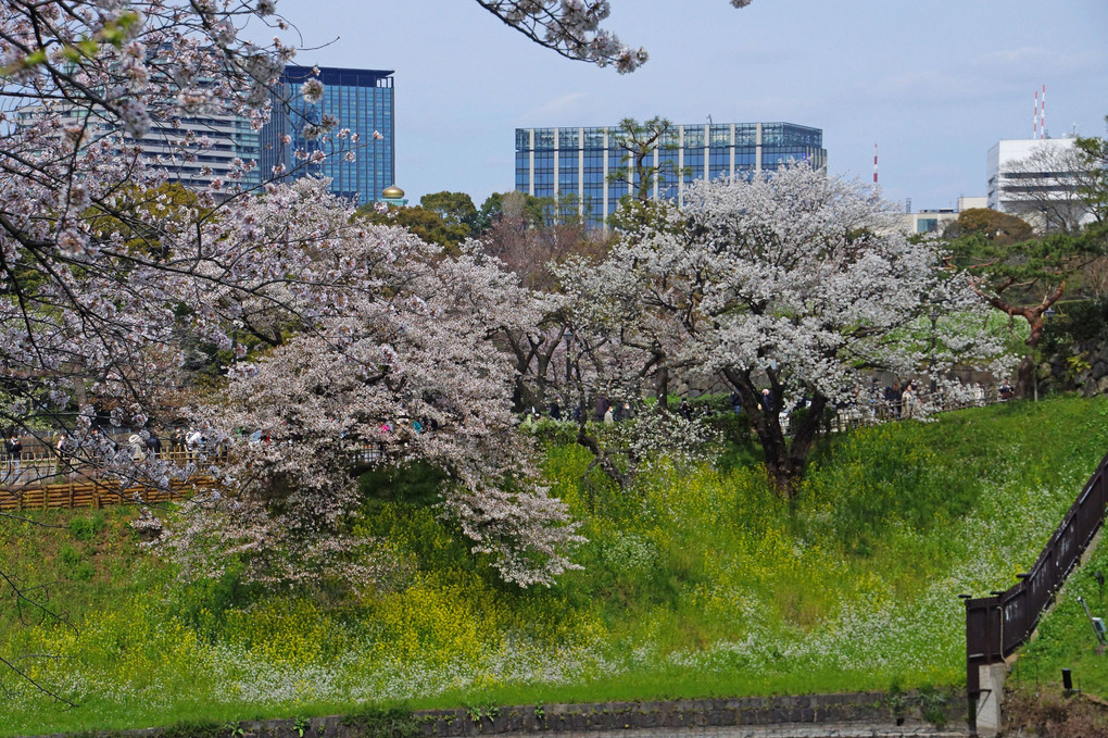 千鳥ヶ淵公園：桜