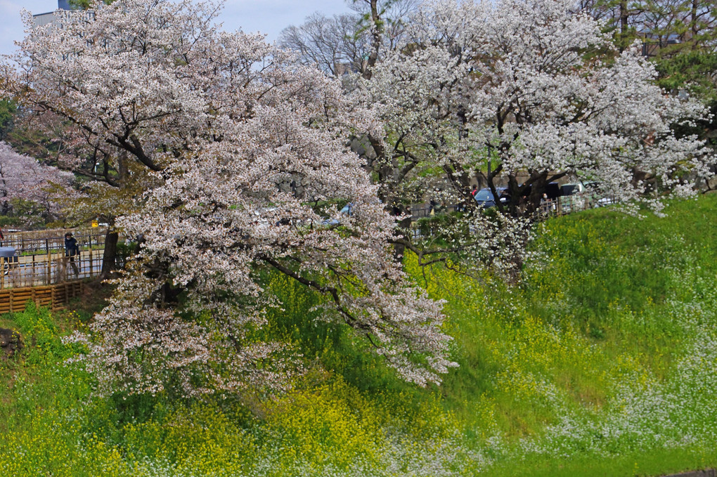 千鳥ヶ淵公園：桜