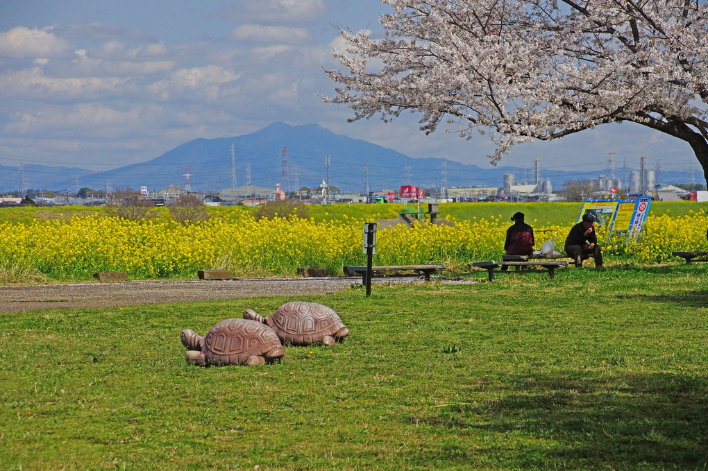 関宿城：桜と菜の花