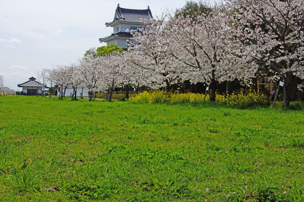 関宿城：桜と菜の花