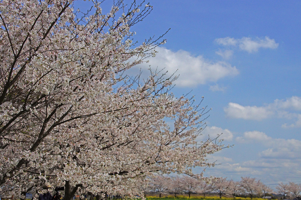 関宿城：桜と菜の花