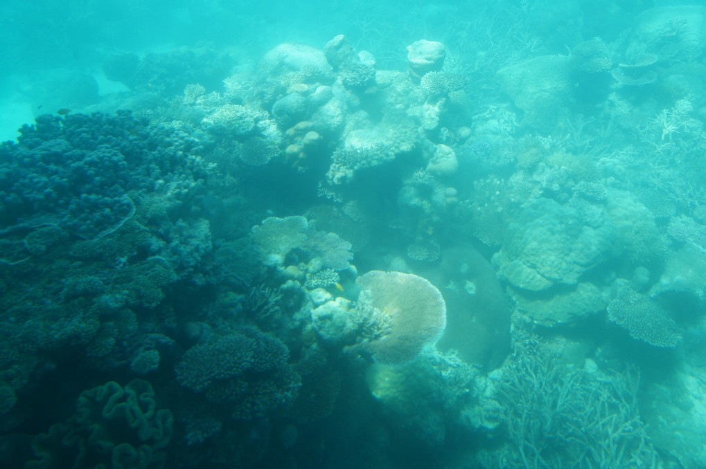 海底写真