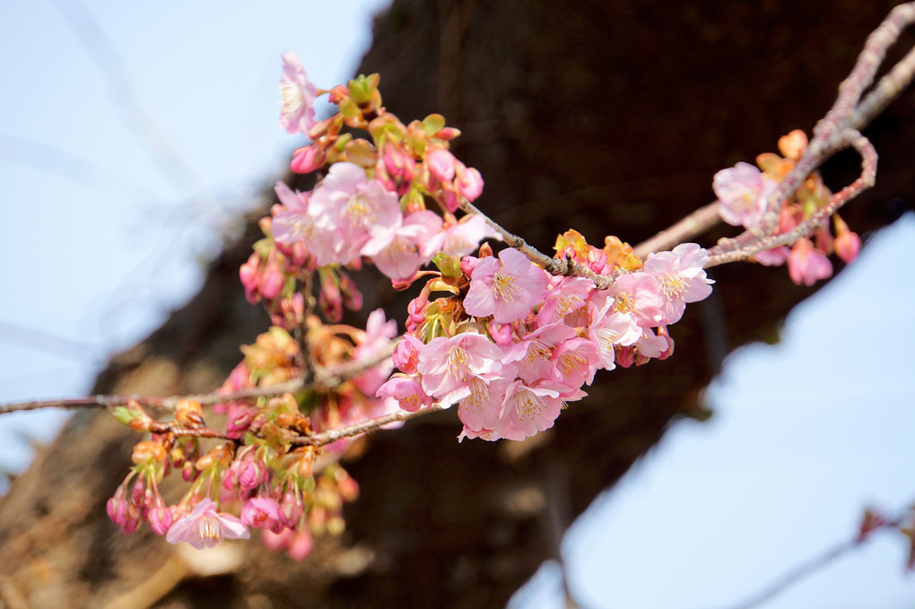 河津桜まつり