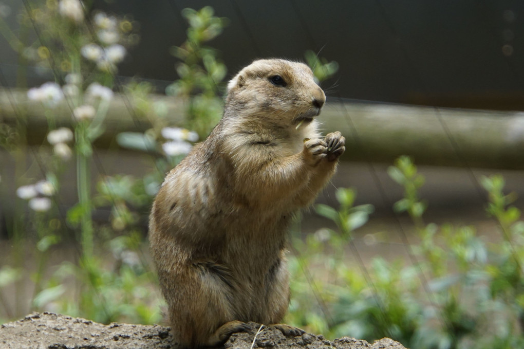 動物園