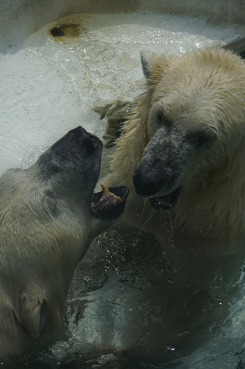 動物園