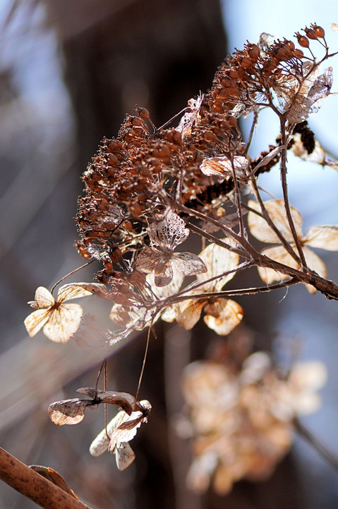 枯れ紫陽花 Atsukoさん Acafe Aの写真投稿サイト ソニー 枯れ紫陽花 Atsukoさん Acafe Aの写真投稿サイト ソニー