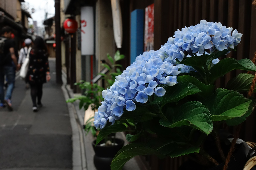 京都　先斗町にて