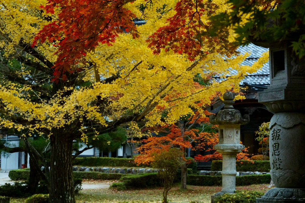 東光寺の秋