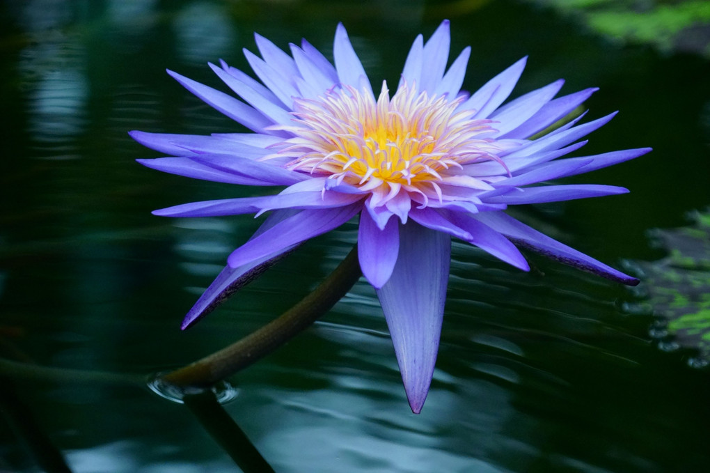 Water　Lily