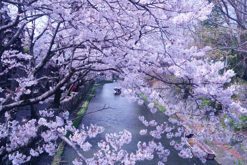 桜満開の八幡掘り　２０２１年