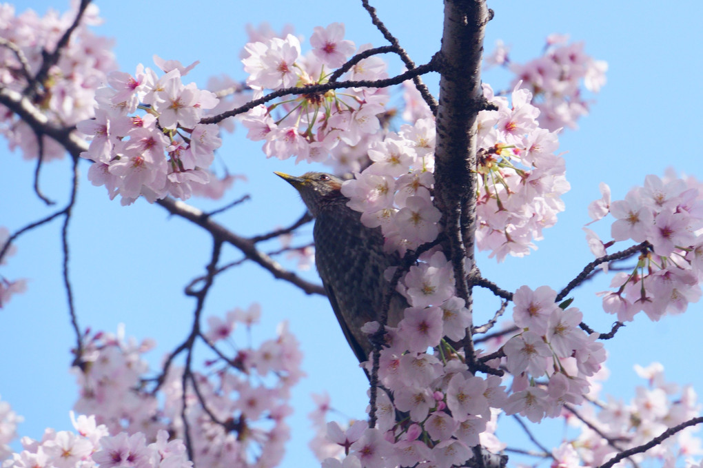 桜大好き