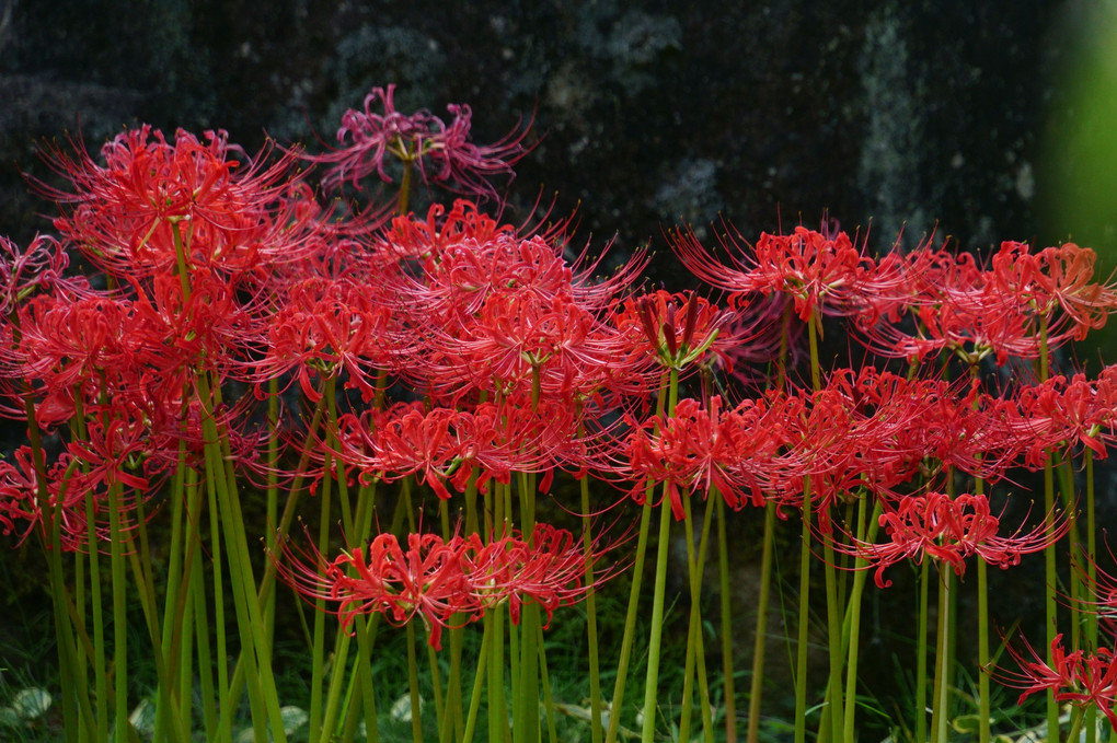 曼珠沙華