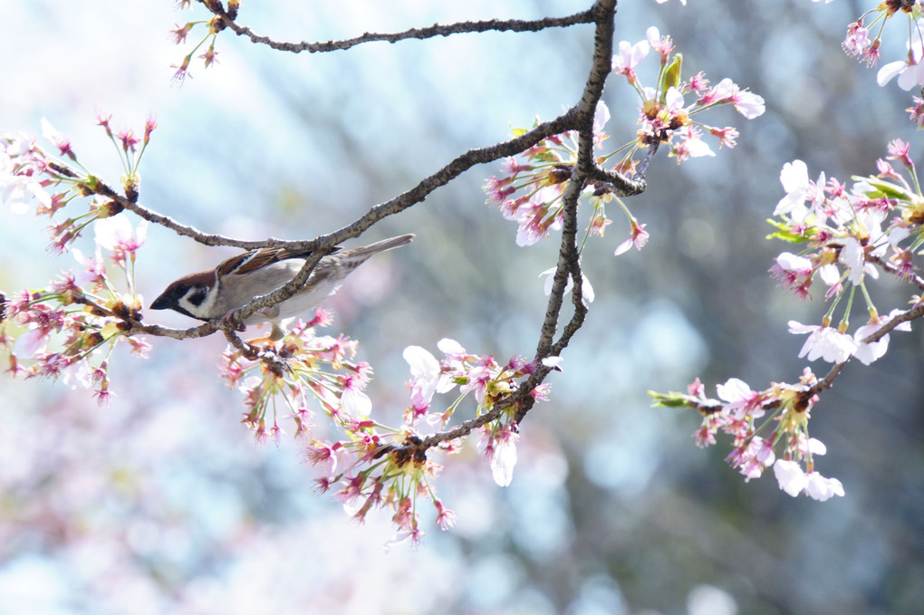 雀と桜