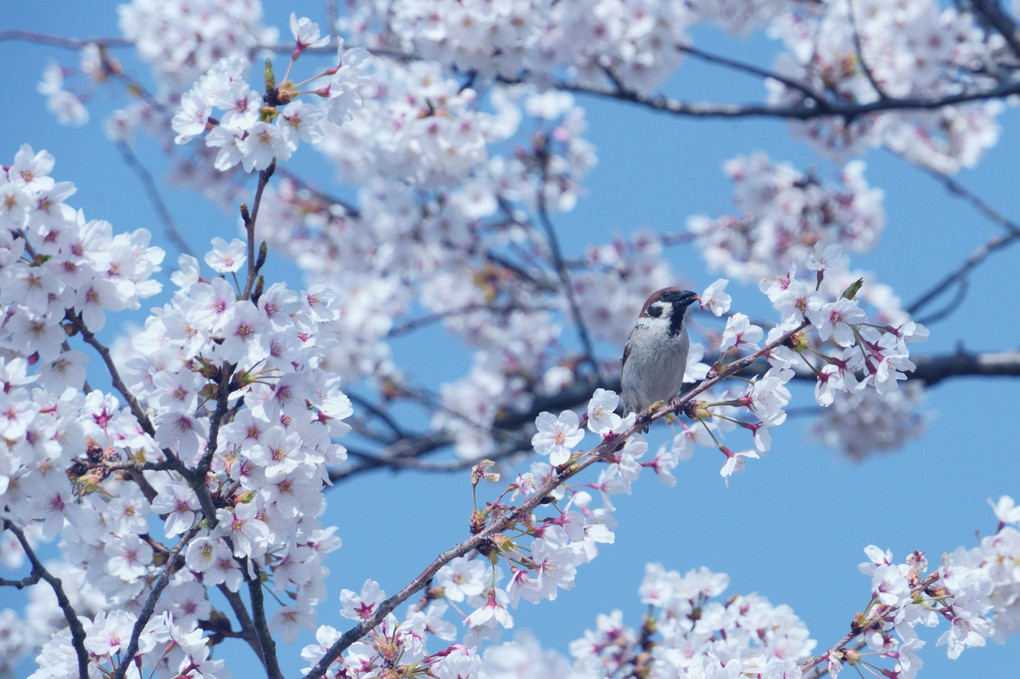雀と桜