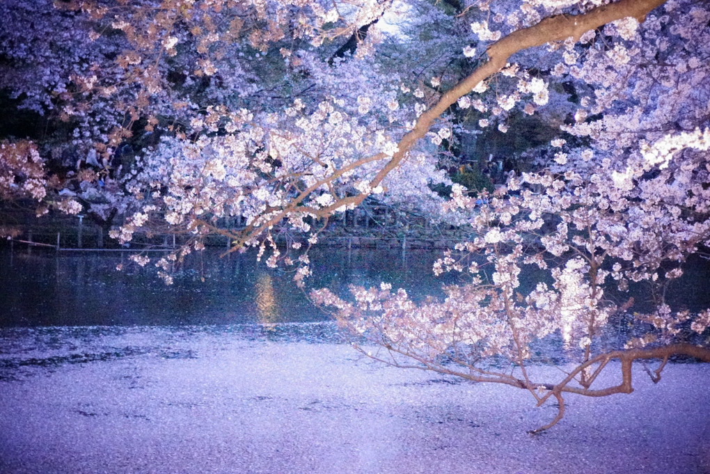 井の頭公園