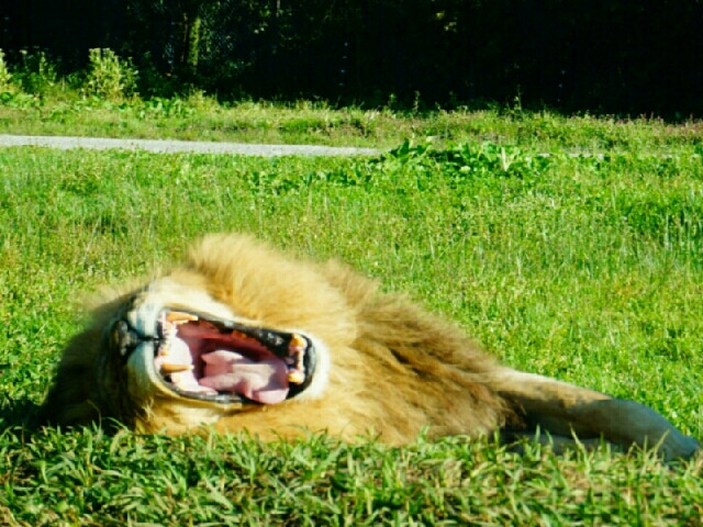 ライオンのお昼寝time♪