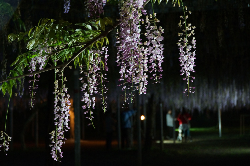 和気神社　藤の花