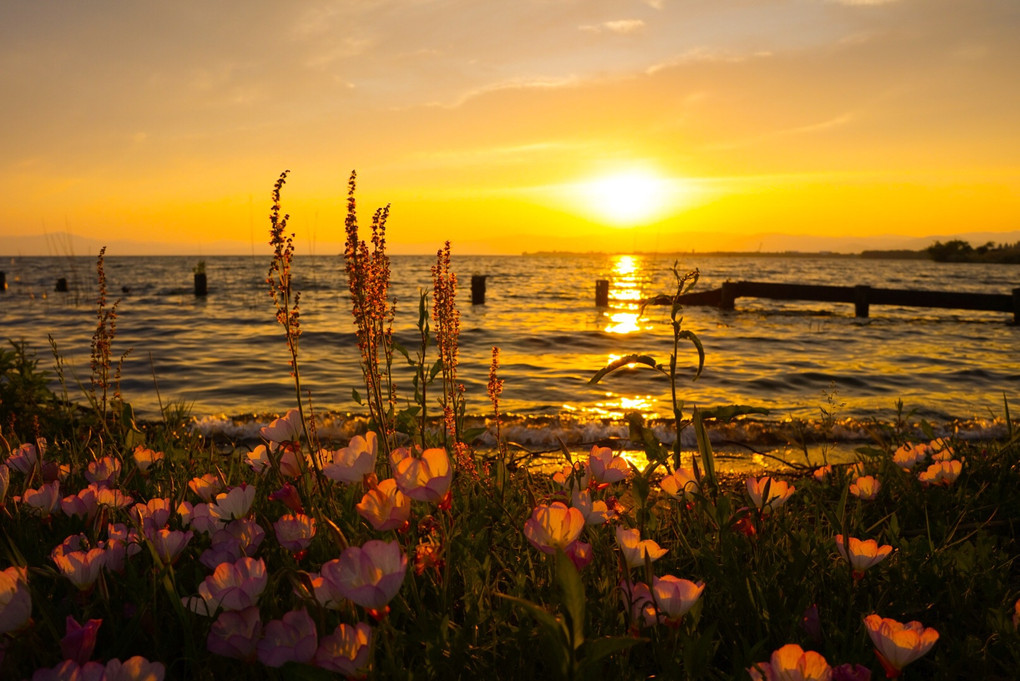 奥琵琶湖に咲く夕景の花