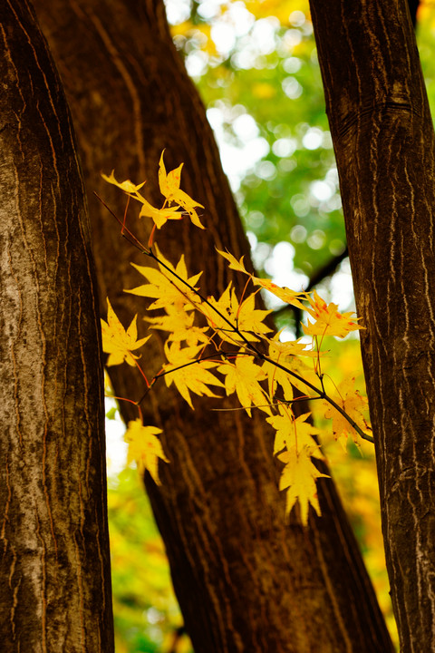 αcafe体験会 ツアイス・Gレンズで撮る ～北大植物園で紅葉を印象的に撮る～