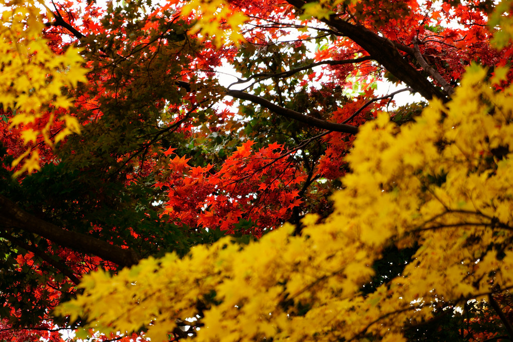 αcafe体験会 ツアイス・Gレンズで撮る ～北大植物園で紅葉を印象的に撮る～