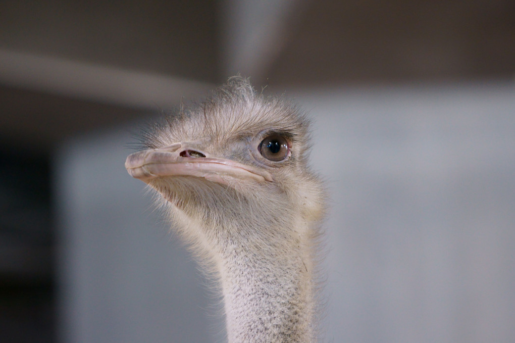 αcafe体験会～札幌円山動物園で動物・鳥を印象的に撮る～