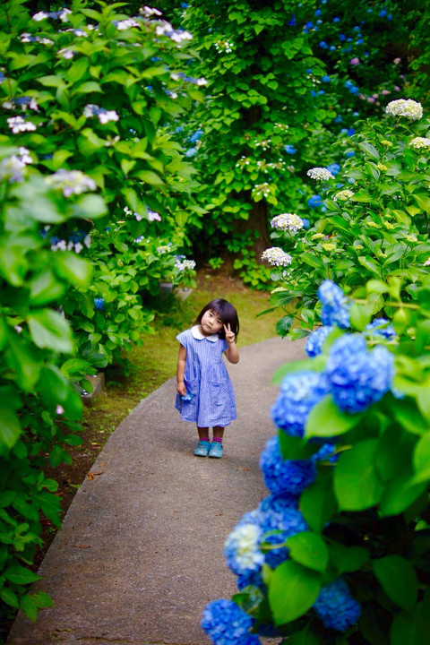 紫陽花小町