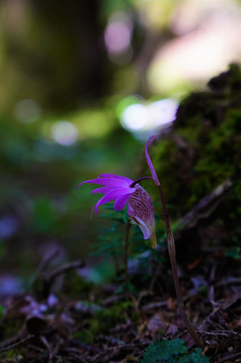 山に生きる