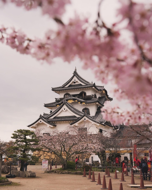桜咲く彦根城