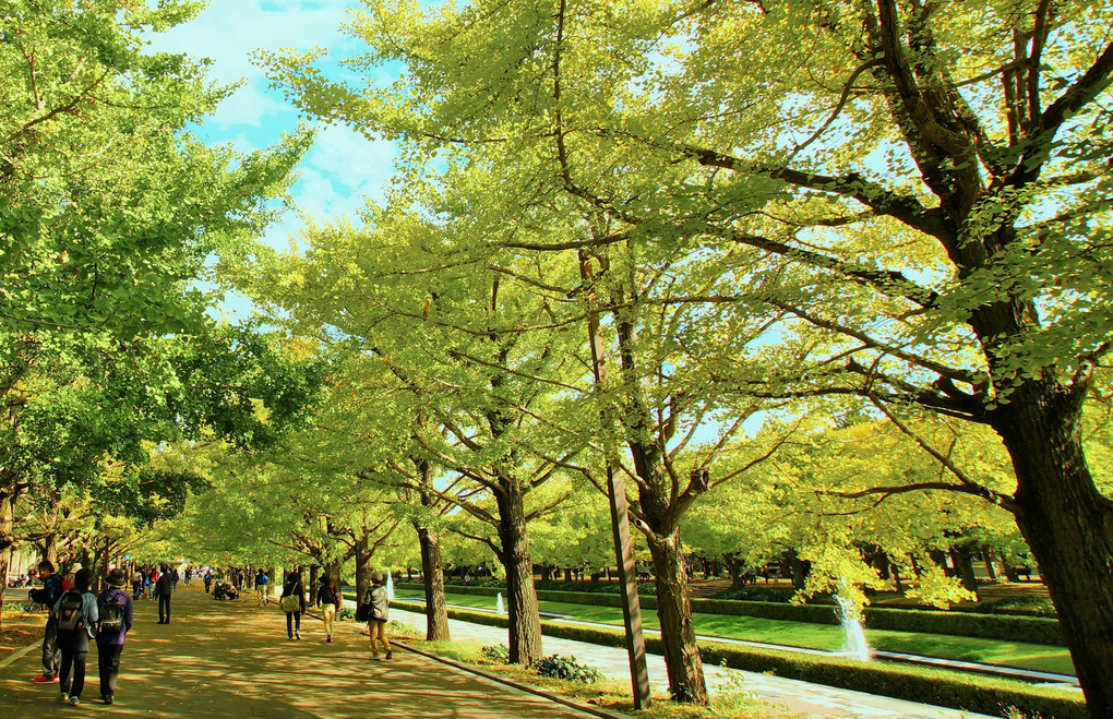 昭和記念公園(銀杏並木)