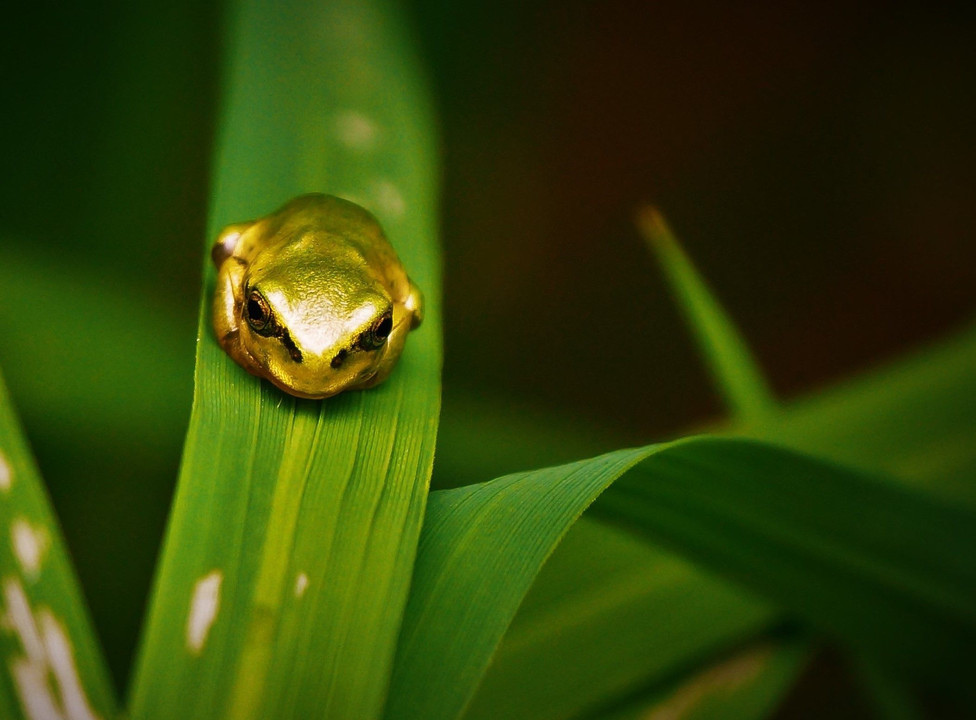 GOLDなカエルさん🐸