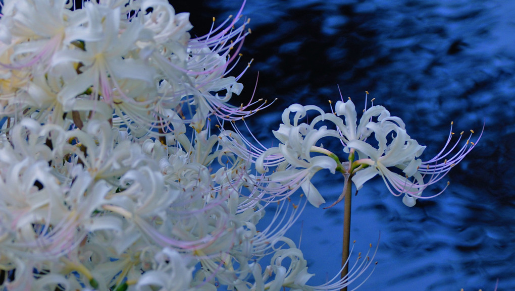 white spider lily-Ⅱ