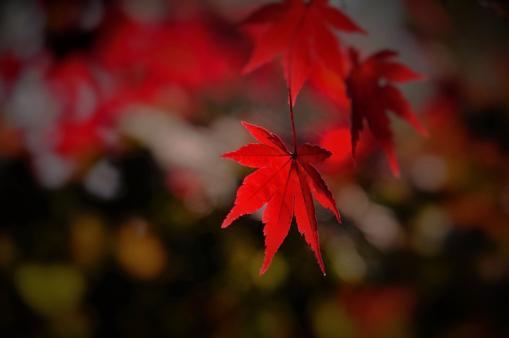 MOMIJI