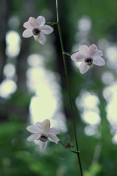 蓮華升麻(Ⅰ)