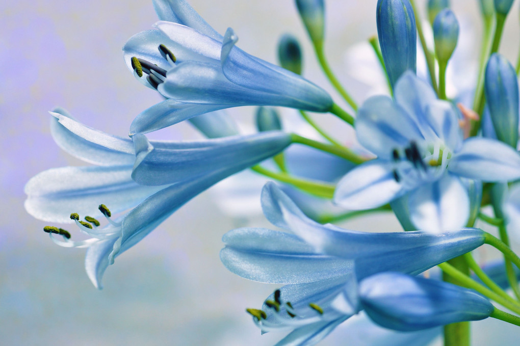 Agapanthus－Ⅱ