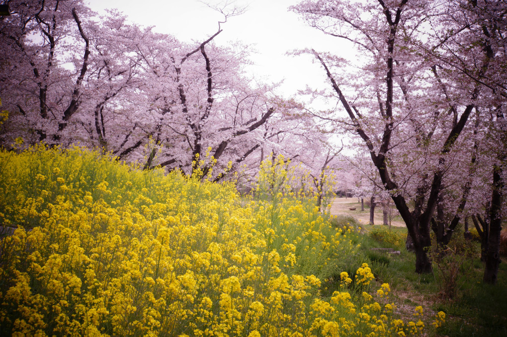 桜と菜の花とアイランドポピー