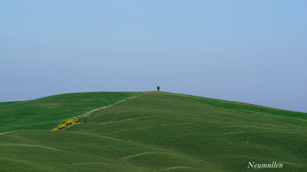 A lonely tree