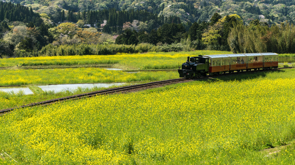 菜の花畑とトロッコ列車