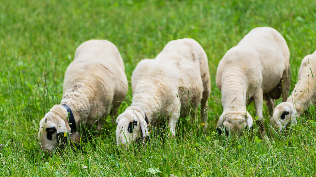 ドロミテの羊たち